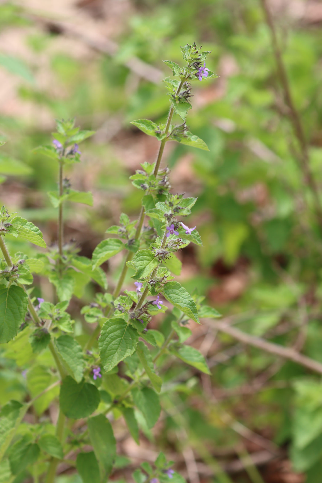 Hyptis suaveolens